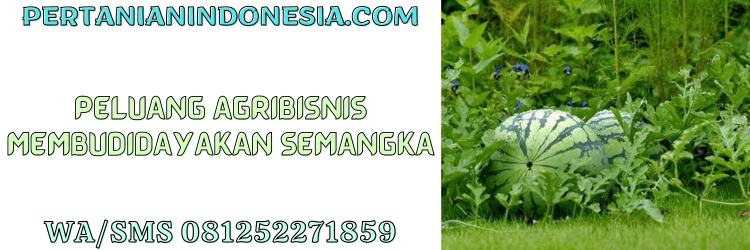 peluang,agribisnis,agrobisnis,budidaya,semangka,pertanian indonesia